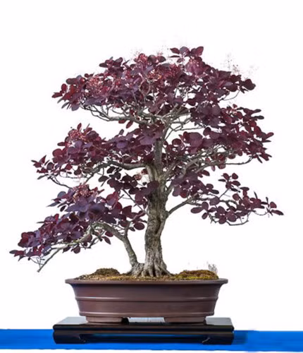 Cây cảnh này khoác trên mình "bộ cánh" tím độc đáo.