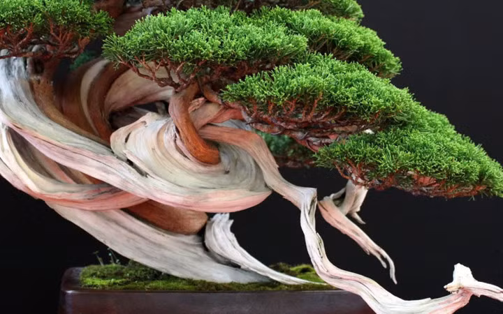 Siêu phẩm cây cảnh này là một trong những chậu bonsai đắt giá nhất thế giới.