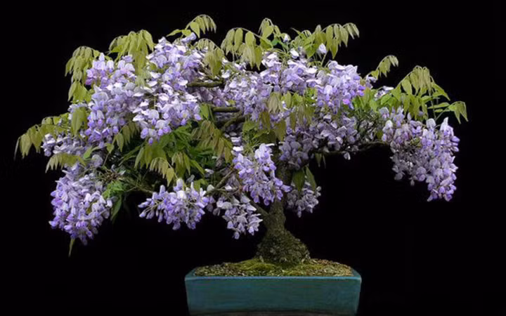 Chậu hoa Wisteria (hoa tử đằng) mang màu tím mát dịu.