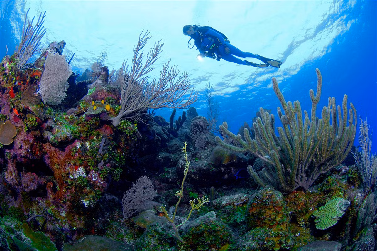 Đảo Honduras Honduras là sự lựa chọn ngân sách hợp lý của Trung Mỹ, rất dễ tìm được đồ ăn và chỗ trọ giá rẻ. Đây cũng là một trong những nơi rẻ nhất để học lặn. Hãy đến những cồn cát trắng của Utila để lặn biển hay chỉ đơn giản là thư giãn ở vùng biển Caribean xinh đẹp; những hòn đảo gần Cayos Cochinos là điểm trăng mật lãng mạn nhất.