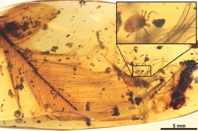 Sinh vật hút máu còn nguyên vẹn trong nấm mồ hổ phách.