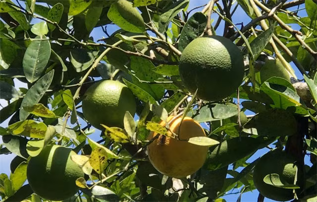 Doc dao trai huong vi ngon kho cuong chuan sach 100%-Hinh-3