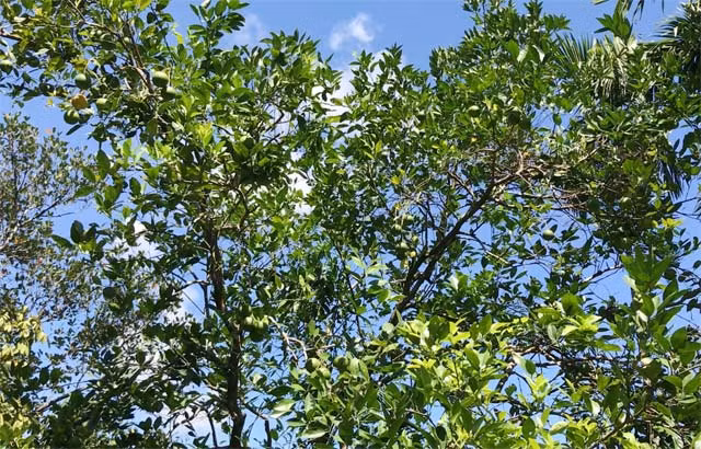 Doc dao trai huong vi ngon kho cuong chuan sach 100%-Hinh-2