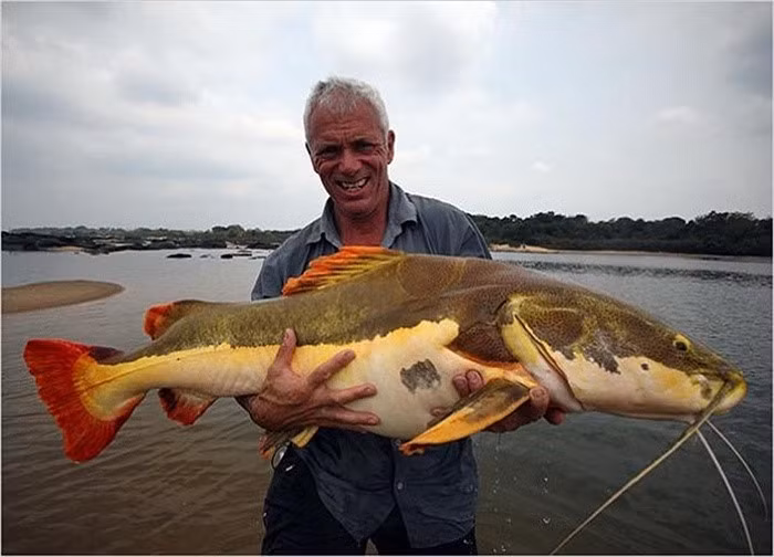 Ở một số quốc gia trên thế giới, đây là loài cá được yêu thích của môn thể thao câu cá (Ảnh: I.T)