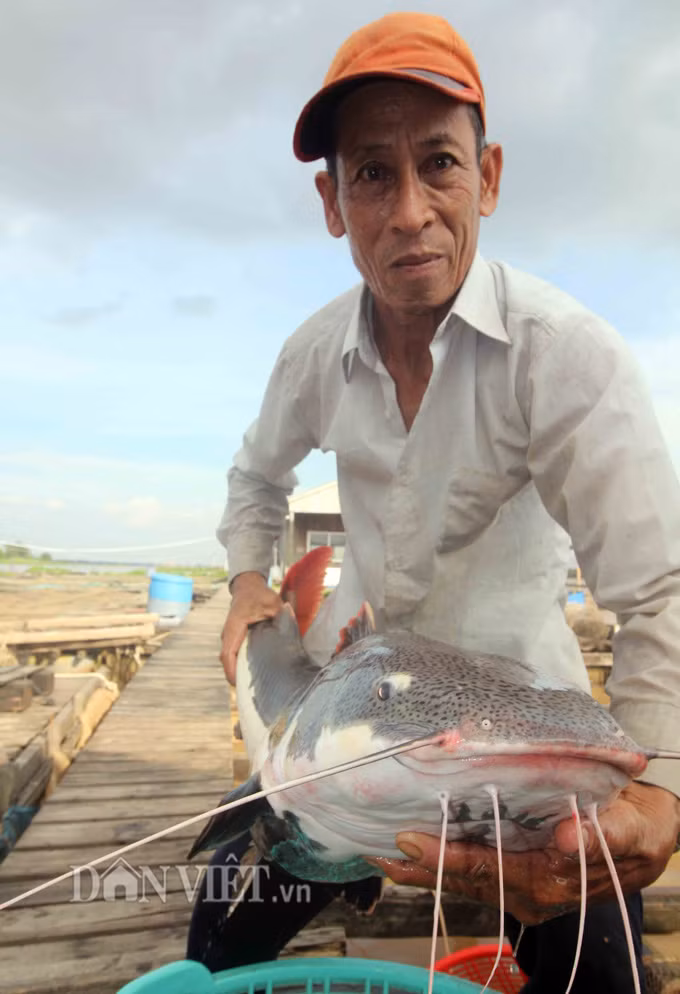 Loại cá này được phân bố nhiều nhất ở lưu vực sông Amazon thuộc Nam Mỹ. Khi đạt trọng lượng lớn (có thể trên 80kg), cá trê đuôi đỏ được gọi “thủy quái” vùng nước ngọt.