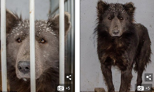 Sinh vật bí ẩn thân chó, mặt gấu ở Nga.