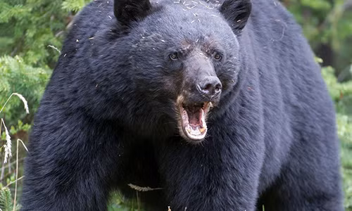 Gau den hon 1 ta truy duoi va giet nguoi chay bo