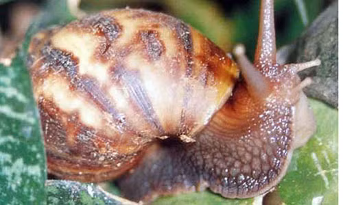 Sau mua lon can can than voi loai dong vat nay