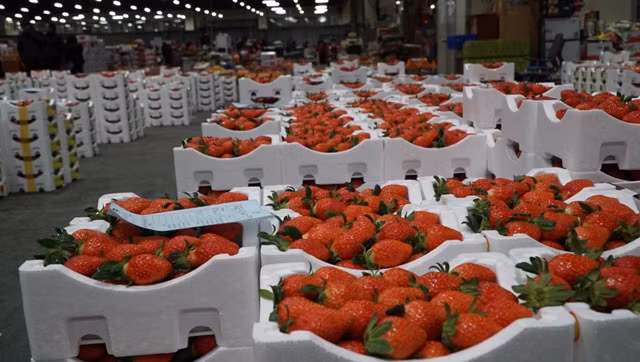 Lô hàng dâu tây, có chừng 270.000 đồng/kg vừa được bán qua phiên đấu giá. Người trả thấp khoảng 257.000/kg, người cao nhất là 268.000 đồng/kg.