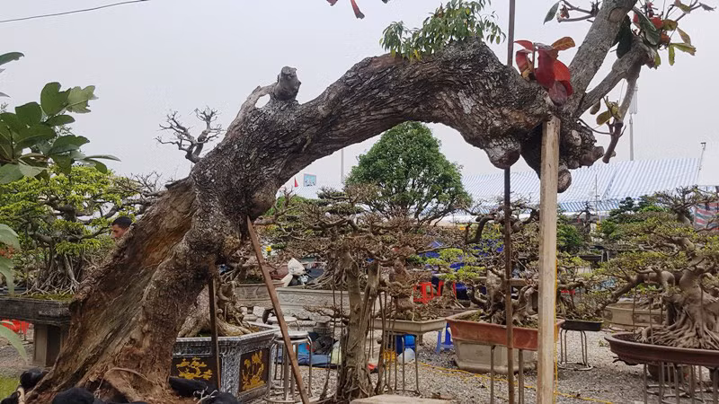 Tuổi đời của cây bàng cổ ước đến cả trăm năm tuổi. Thế nhưng, để lũa mục ruỗng được hết toàn bộ phần lõi, thời gian phải tính bằng vài chục năm.