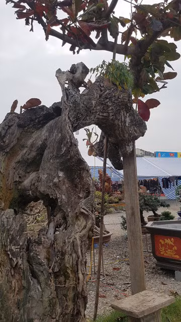 Cây có chiều cao 4-5m, đường kính một người ôm.