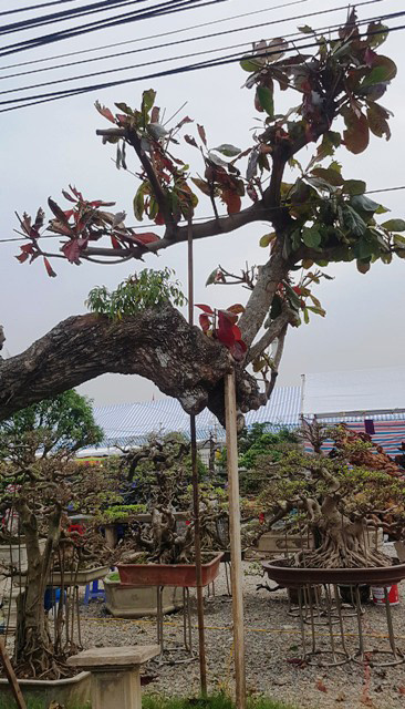 Có lẽ để giảm sức nặng cho thân cây, chủ nhân đã cắt bỏ nhiều phần tán.