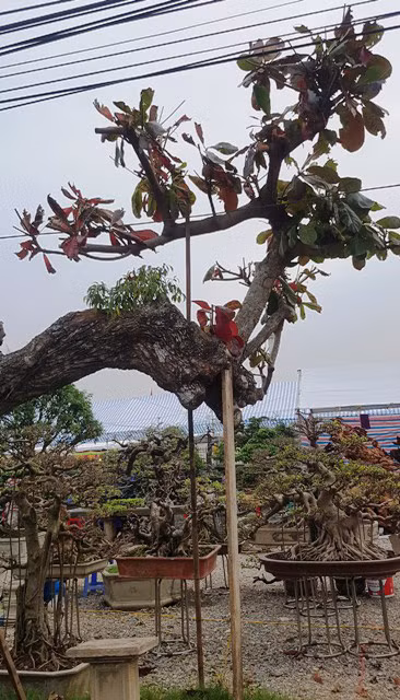 Có lẽ để giảm sức nặng cho thân cây, chủ nhân đã cắt bỏ nhiều phần tán.