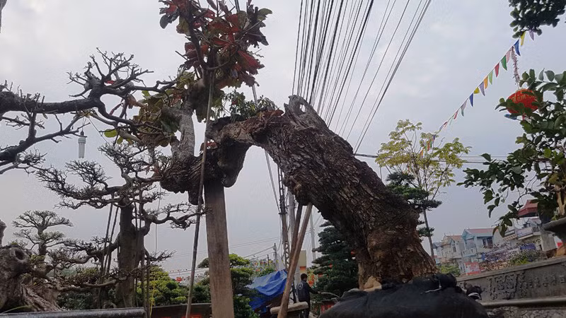 Được coi là dòng cây ngoại lại, không có giá trị sử dụng về gỗ, bàng chủ yếu được trồng để lấy bóng mát. Thế nhưng, một cây bàng có hình thù kỳ quái khiến người yêu cây không khỏi tò mò. Cây bàng có chiều cao chừng 4 - 5 mét, đường kính 1 người ôm, thân uốn lượn mềm mại, lắt léo...