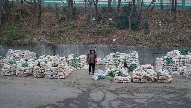 Hàng dài các bao tải cải thảo được chở đến chợ đấu giá từ sáng sớm chờ đến phiên đấu giá.