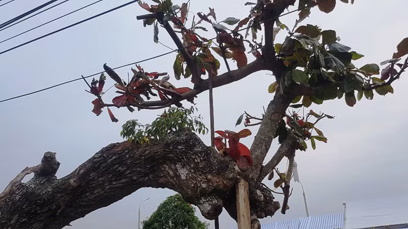 Anh Nguyễn Văn H. - chủ nhân của cây bàng "dị nhất vịnh Bắc Bộ" cho hay, anh mua cây bàng này từ một nhà dân ở Hưng Yên, với giá vài chục triệu. "Nếu ai đó muốn sở hữu cây bàng kỳ dị này để làm cây cảnh, phải có một không gian phù hợp, cổ kính và mang chút liêu trai" - một người xem nhận định.