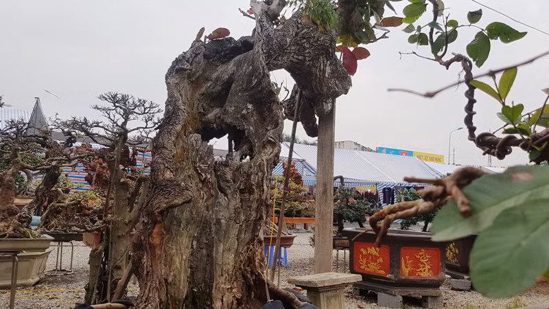 Điều đáng nói, toàn bộ phần lõi thân của cây đã bị mục ruỗng, chỉ còn lại một phần thân vỏ mỏng đỡ toàn bộ cơ thể. Để giữ cho phần ngọn của cây, người ta phải sử dụng cột chống. Gốc cây được đánh bầu, bó đất trồng trong chậu cảnh. Khi Hội chợ sinh vật cảnh huyện Phúc Thọ diễn ra, chủ cây bứng nguyên cả cây bàng xù xì, mốc meo đến tham dự.