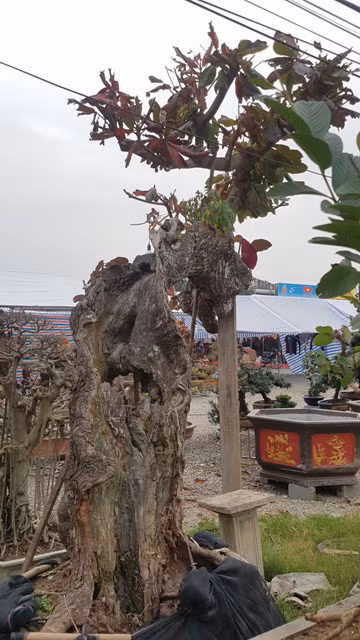 Sự kì dị của cây bàng này ở toàn bộ phần thân...