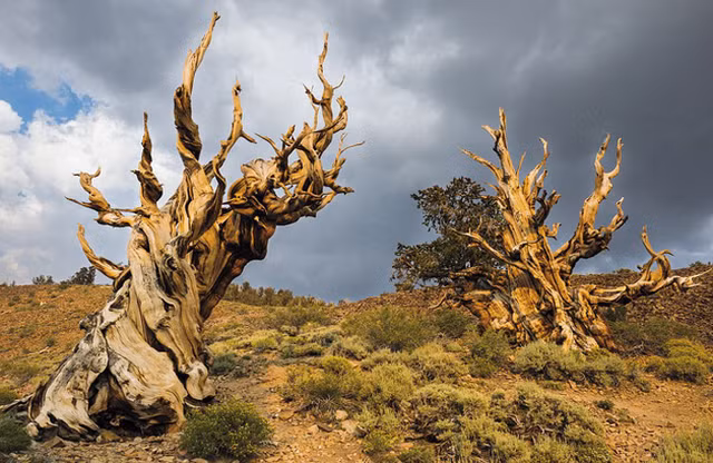 Hai thân cây có thế đẹp khiến bất cứ người yêu cây cảnh nào cũng khao khát này là loài Great Basin Bristlecone Pines , một giống thông nằm trong rừng Quốc gia Inyo ở California (Mỹ).
