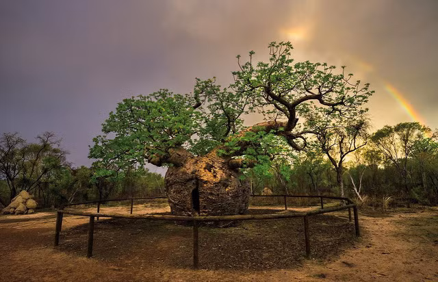 Đây là cây bao báp hơn 1.500 tuổi ở miền nam Derby, tây Australia.