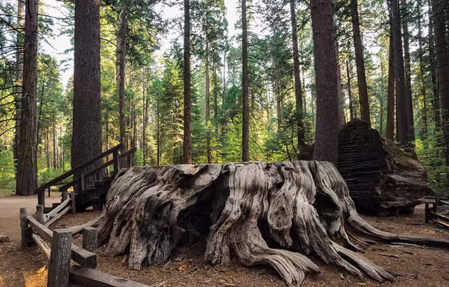 Gốc cây ấn tượng trong công viên Calaveras Big Trees State Park (California, Mỹ) có tên là Khám phá.