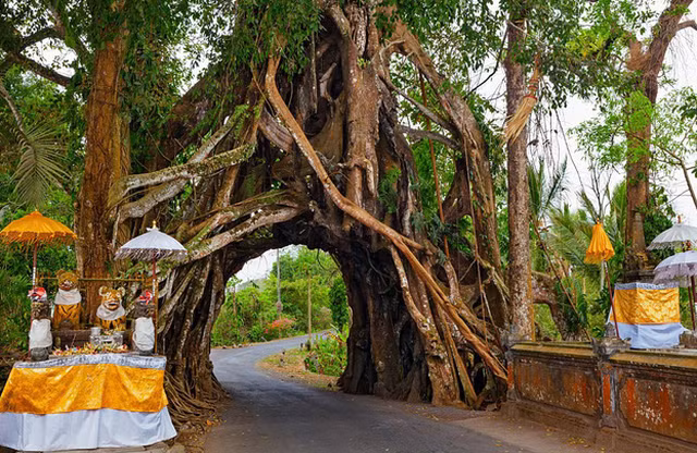 Cây Banyan thiêng liêng ở làng Asahduren ở phía tây Bali (Indonesia) có bộ rễ to lớn tới mức được khoét giữa để hai chiếc xe vượt qua cùng lúc.