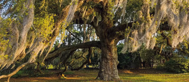 Cây sồi này được gọi là Oak Dueling nằm ở phía nam CityPark, New Orleans (Mỹ).
