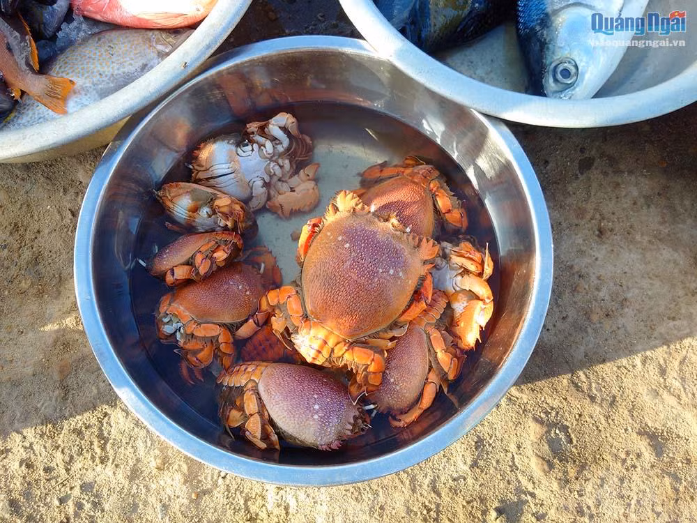Cua huỳnh đế vừa được ngư dân đánh bắt trong đêm.