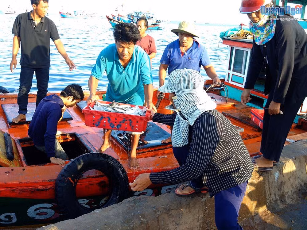 Sáng sớm những chiếc tàu cập cảng mang theo những mẻ cá tươi ngon.