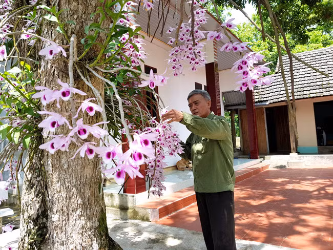 Lao nong xu Tuyen 20 nam gay dung vuon lan co tich-Hinh-3