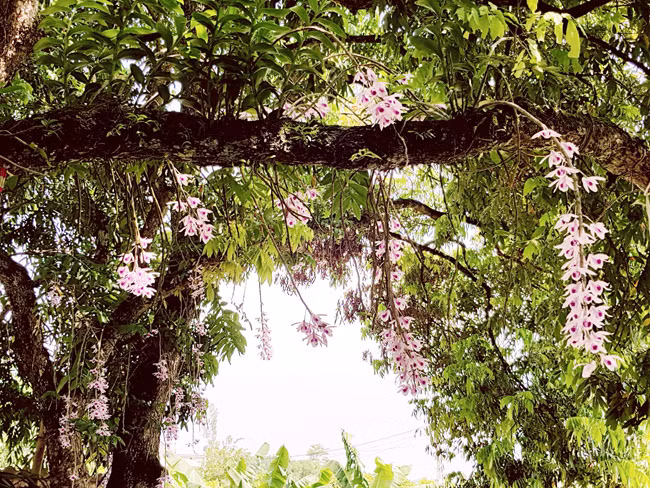 Lao nong xu Tuyen 20 nam gay dung vuon lan co tich-Hinh-2