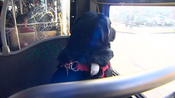 Mọi chuyện bắt đầu từ khi cô chó Labrador lai màu đen này đứng ở trạm xe bus với chủ nhân của cô - anh Jeff Young.