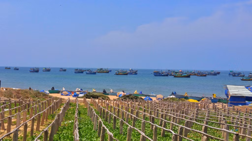 Đoàn thuyền đánh cá ở Mũi Né.