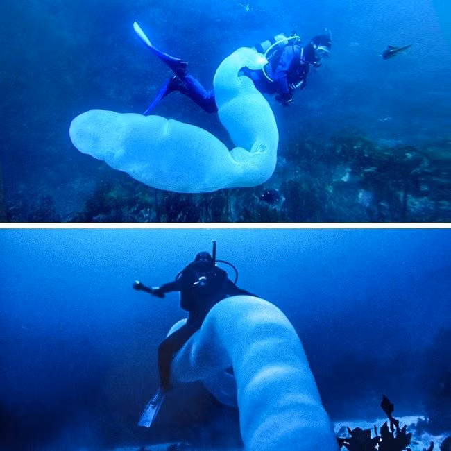 Loai giun khong lo ma ca map cung phai goi la "su phu"