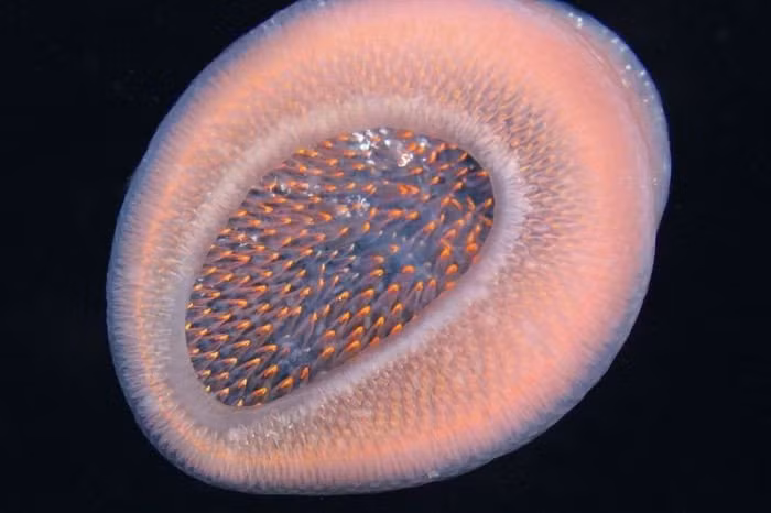 Loai giun khong lo ma ca map cung phai goi la "su phu"-Hinh-2