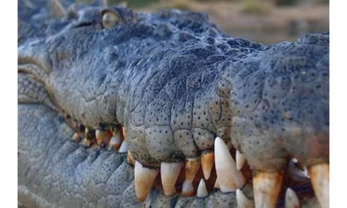 78 ca sau tau thoat, thanh pho Trung Quoc nao loan