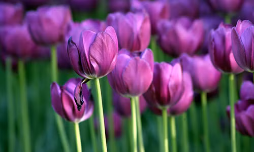 Ý nghĩa hoa tulip - Tình yêu hoàn hảo Y nghia hoa tulip - Tinh yeu hoan hao