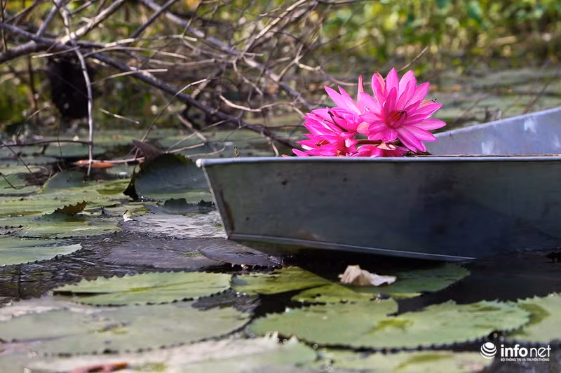 Hoa súng thường nở rộ vào sáng sớm khi thời tiết còn dịu mát và đến gần trưa khi nắng lên thì các cánh hoa sẽ cụp lại.