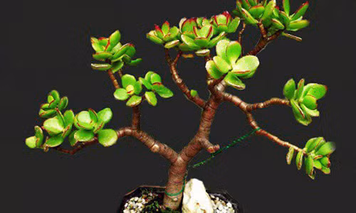 Cay ngoc bich: Loai cay nho xinh hut tai loc ai cung muon trong