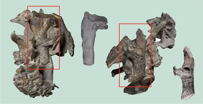 Những mảnh xương của chim cánh cụt cao 1.77 m. Ảnh: Gerald Mayr/Viện Nghiên cứu Senckenberg.