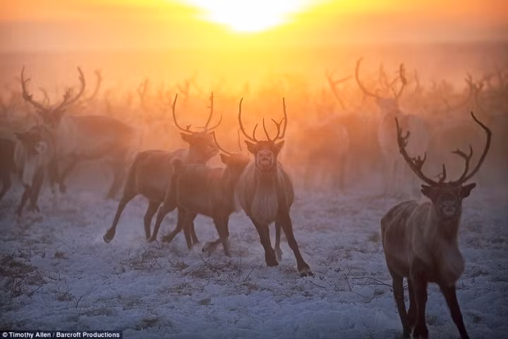 Để chống lại cái lạnh, người Nenets có thói quen ăn thịt tuần lộc sống và thậm chí uống tiết của loài vật này. Máu của tuần lộc được cho là chứa nhiều vitamin bổ dưỡng, cung cấp đủ nguồn dưỡng chất để chống chọi với giá lạnh.