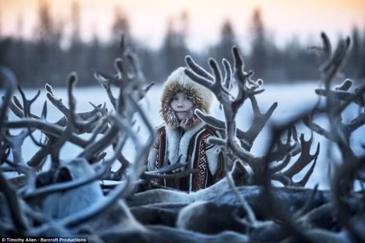 Khuôn mặt cô Anastasia lấp ló trong “biển” sừng của những con tuần lộc ở khu vực Yamal-Nenets.