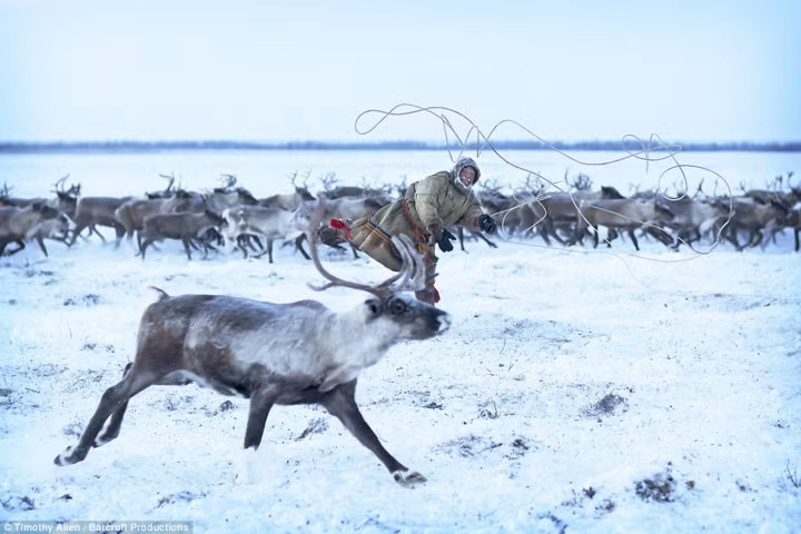 Bộ lạc Nenets sinh sống và tồn tại chủ yếu dựa vào việc chăn nuôi tuần lộc.