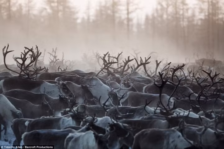 Mỗi khi di chuyển, người Nenets cũng phải vất vả lùa theo đàn tuần lộc của mình.