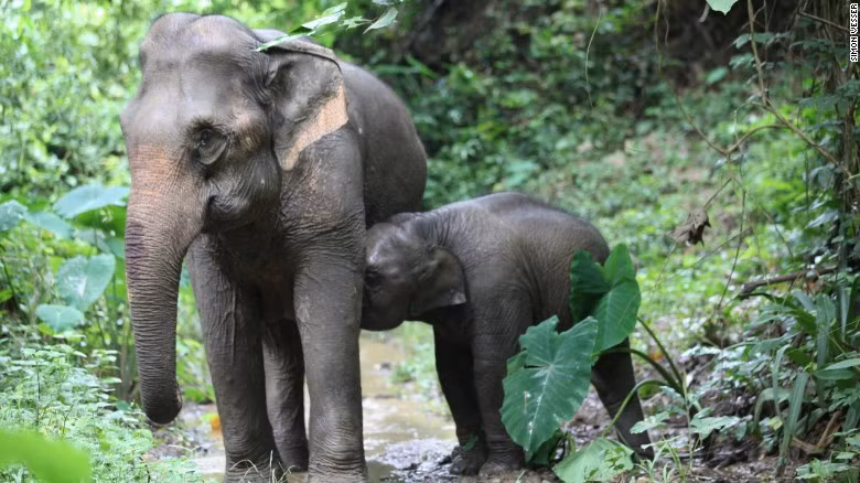 Hanh trinh gian nan bao ton loai voi o dat nuoc "Trieu voi"-Hinh-2
