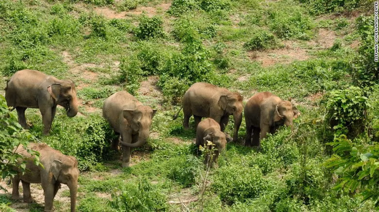 Hanh trinh gian nan bao ton loai voi o dat nuoc "Trieu voi"-Hinh-3