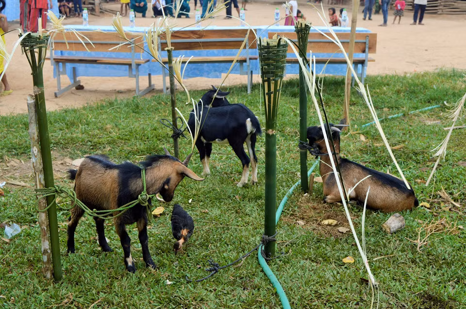 Ngoài trâu, bò được hiến tế chung cho những linh hồn người đã khuất, các dòng họ còn dành cho từng người trong gia đình những con dê để hiến tế. Kinh phí để mua trâu bò được trích từ phần đóng góp của dân làng và một phần từ ban tổ chức là UBND xã, các nguồn vận động khác.