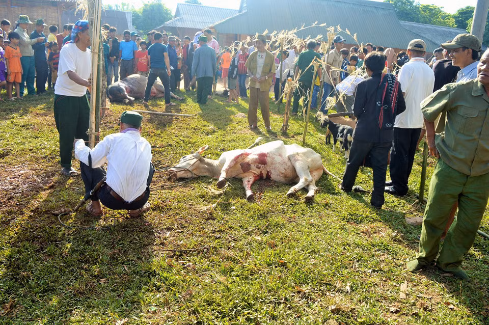 Sau khi giết trâu bò, dê hiến tế, người Pa Cô sẽ tổ chức lễ tế, mở tiệc mời các linh hồn người đã khuất về chung vui. Ngày cuối của lễ Arieu Ping sẽ là phần đưa những hài cốt trong các nhà Ưng Trạp về chôn cất trong các lăng mộ để họ yên nghỉ vĩnh hằng.