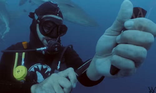 Tho lan My cat tay truoc dan ca map xem co bi xe xac