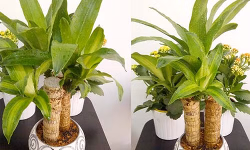 Co cay nay trong nha su nghiep thang tien khong ngung